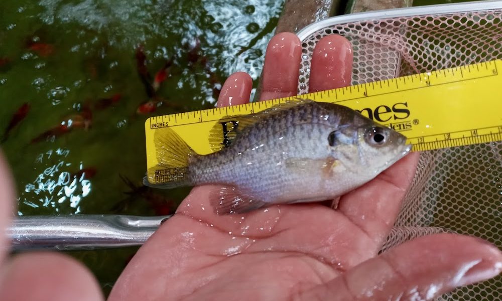 ALPINE FISHERY