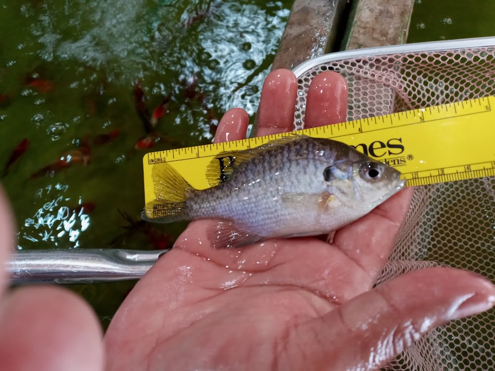 ALPINE FISHERY