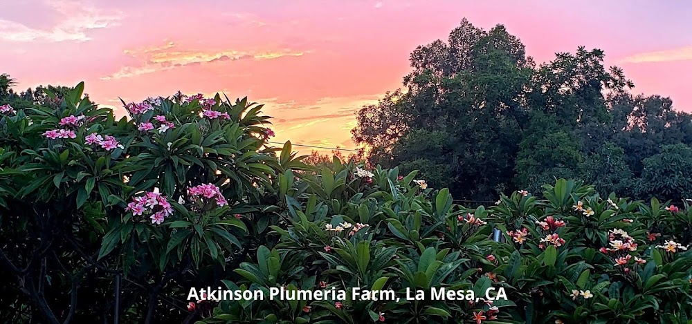 Atkinson Plumeria