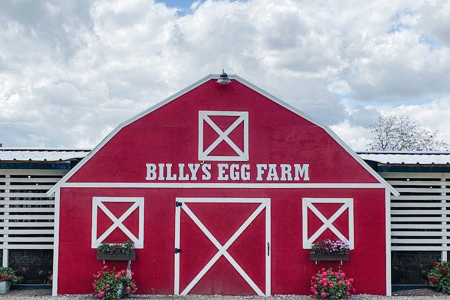 Billy’s Egg Farm