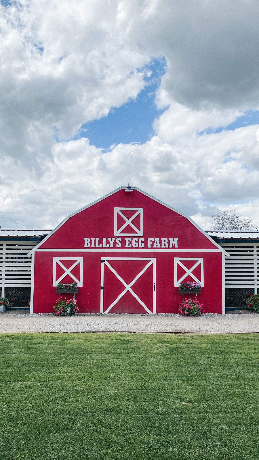 Billy’s Egg Farm