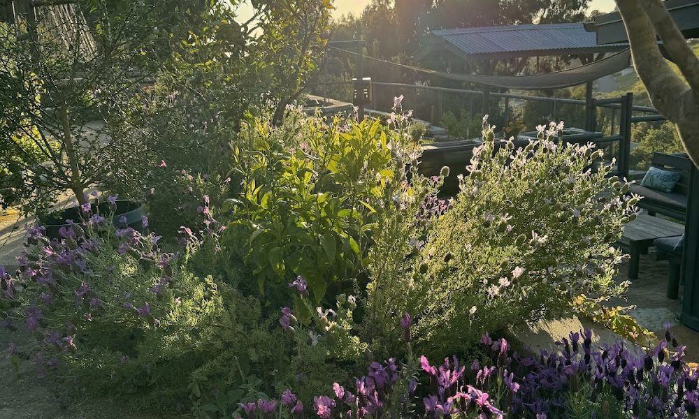 Bluebird Canyon Farms