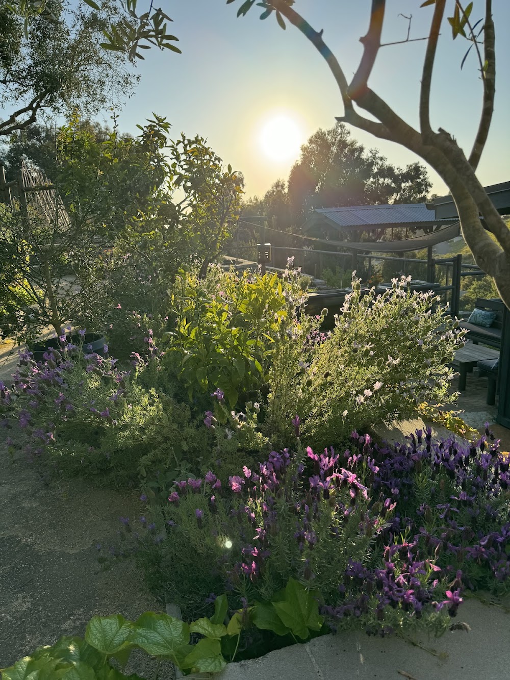 Bluebird Canyon Farms