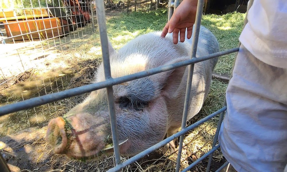 Canyon Oaks Farm