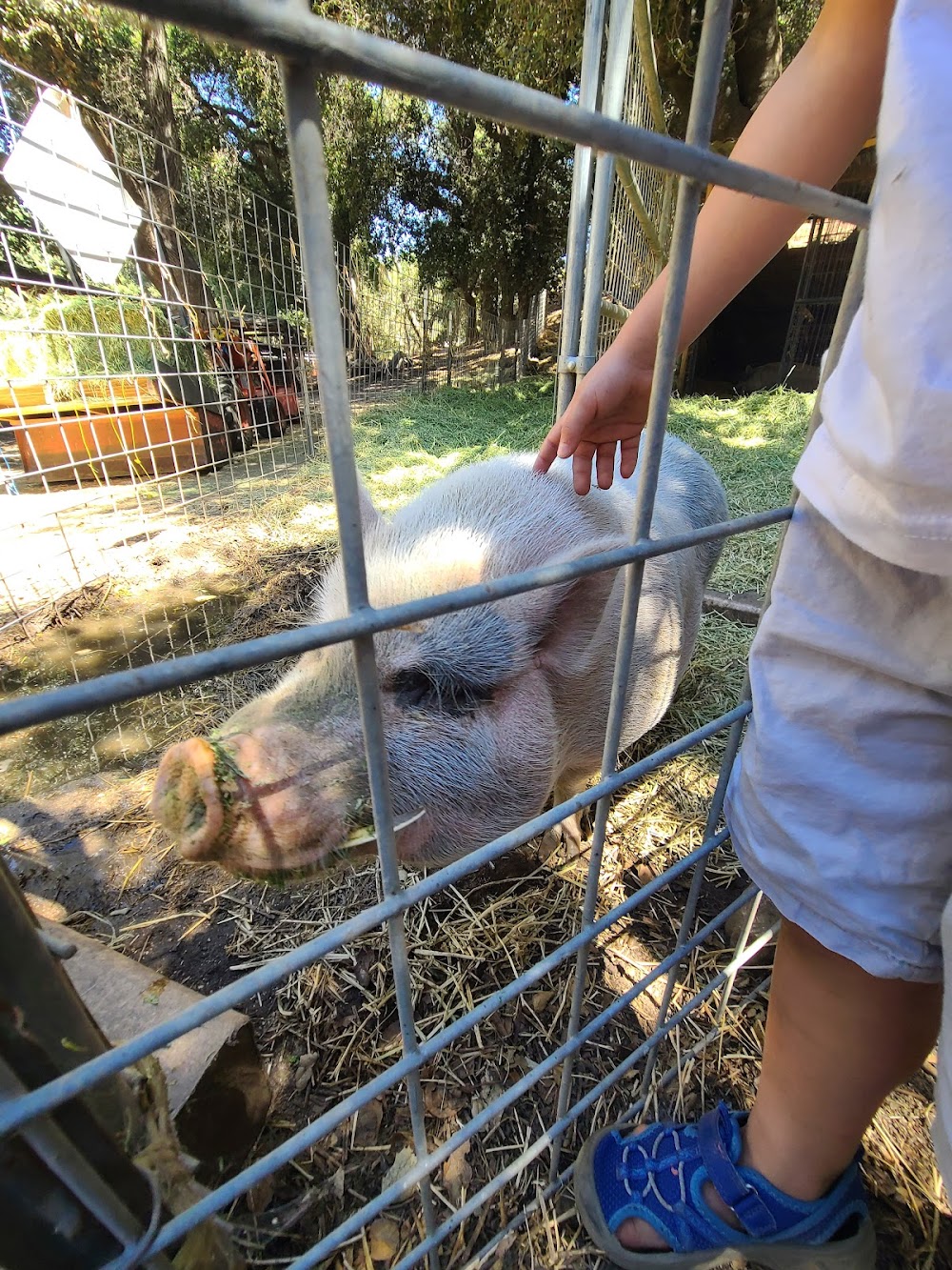 Canyon Oaks Farm