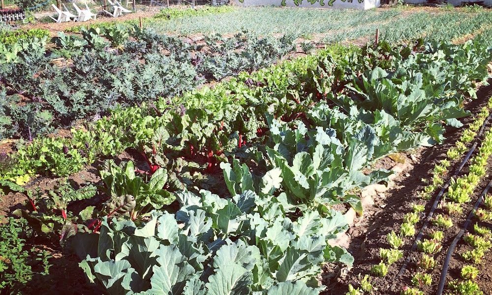 Cottonwood Urban Farm