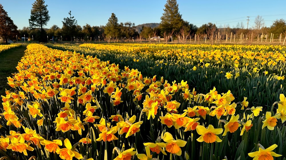 Daffodil Field at Julian Farm and Orchard