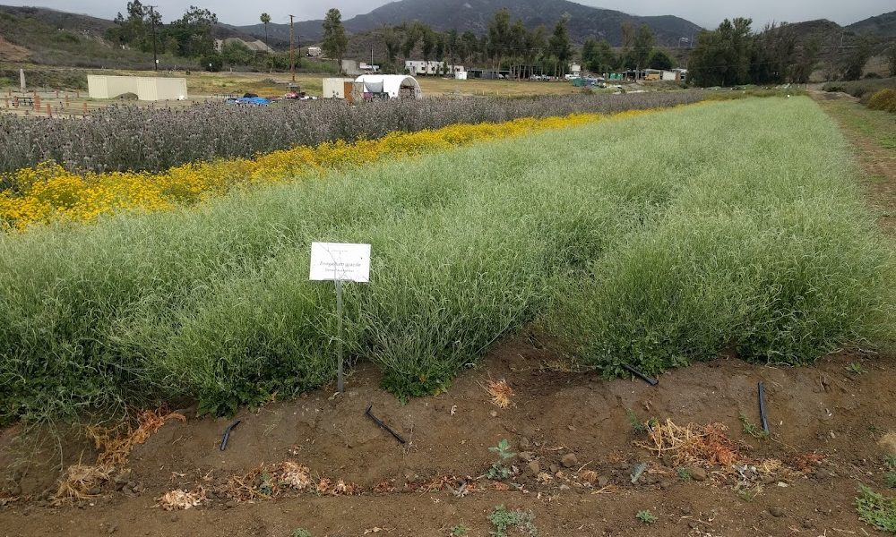 Irvine Ranch Conservancy Native Seed Farm