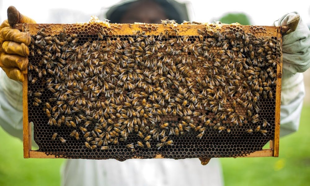 Isabell’s Honey Farm