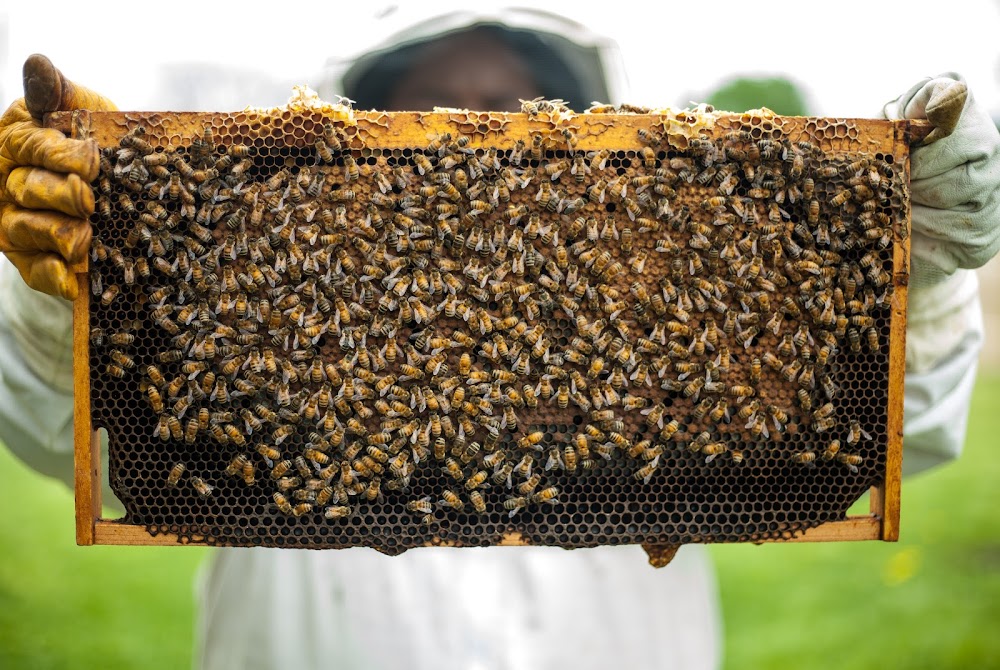 Isabell’s Honey Farm