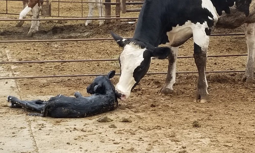 Konyn Dairy