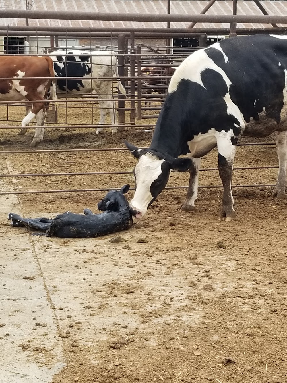 Konyn Dairy