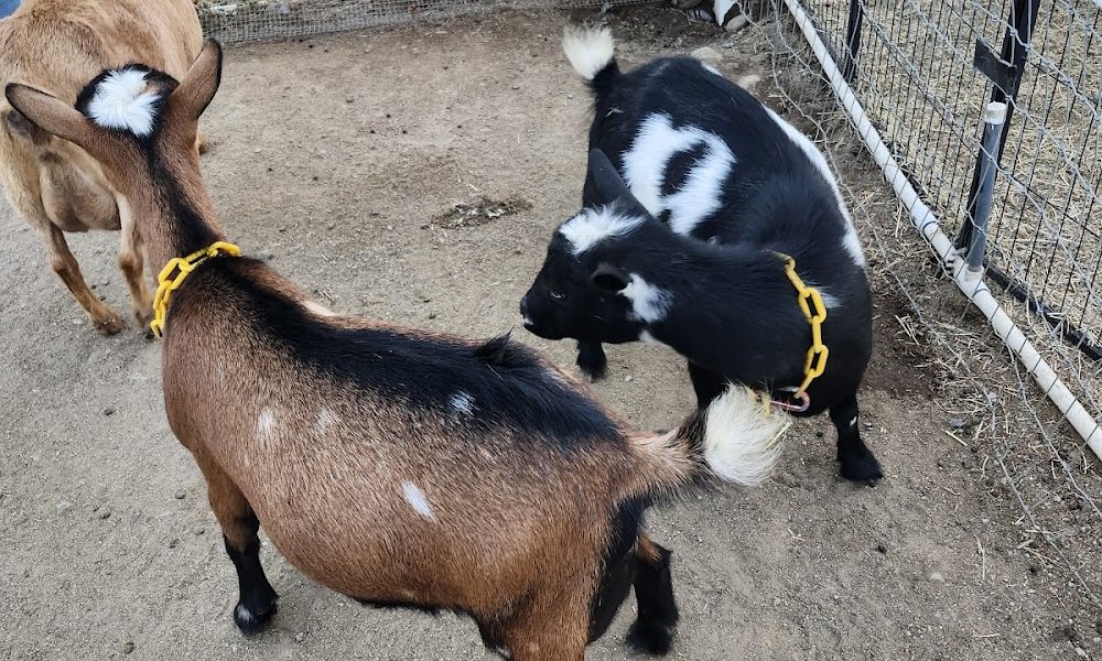 Langley Farm Petting Zoo with Nigerian Dwarf Dairy Goats