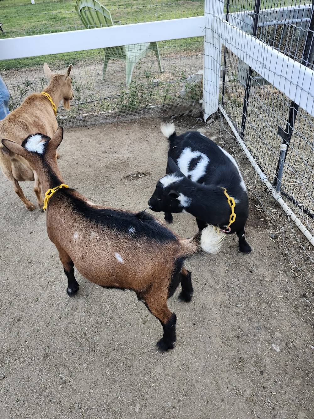 Langley Farm Petting Zoo with Nigerian Dwarf Dairy Goats