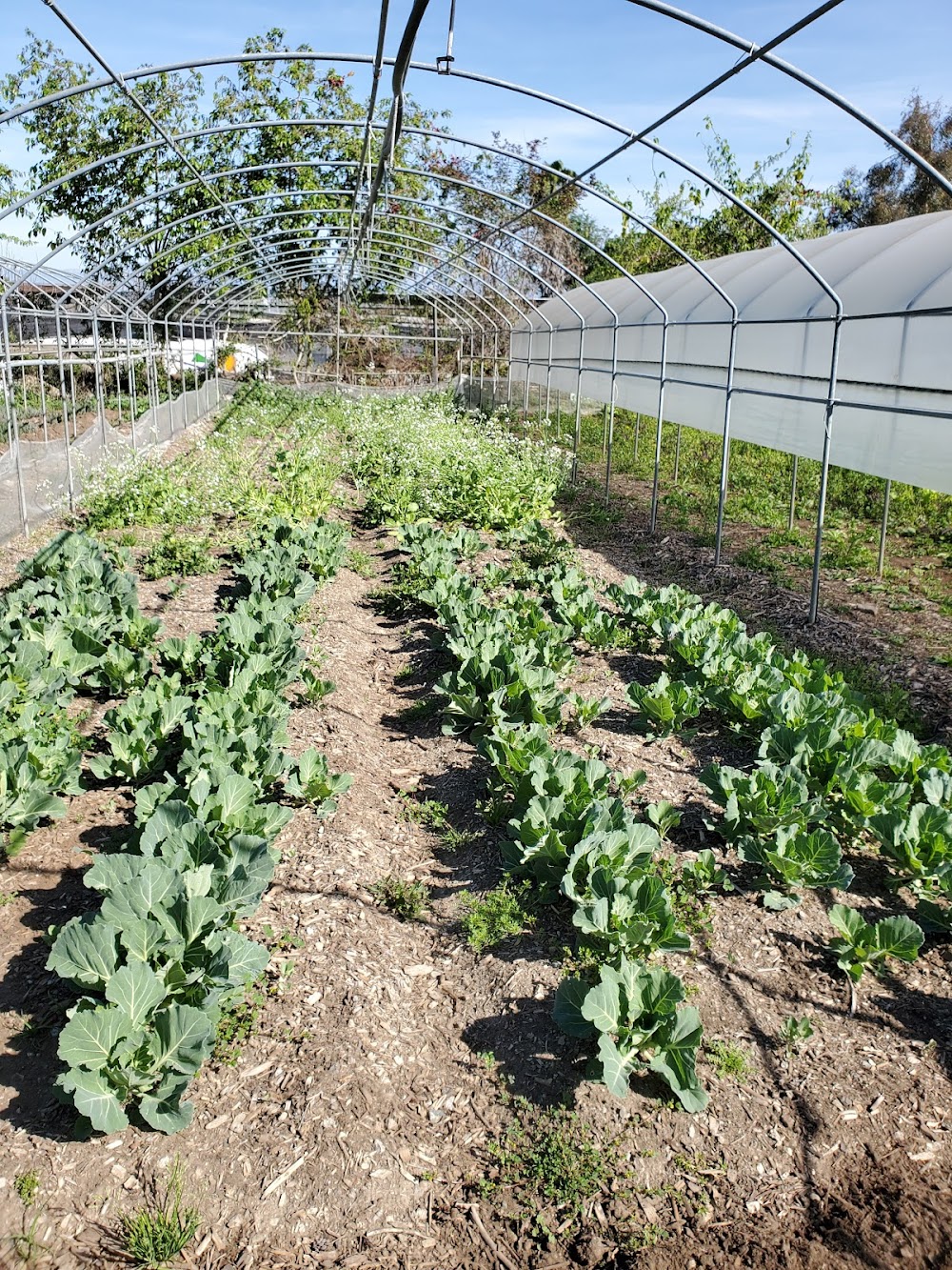 Little Parrot Farm