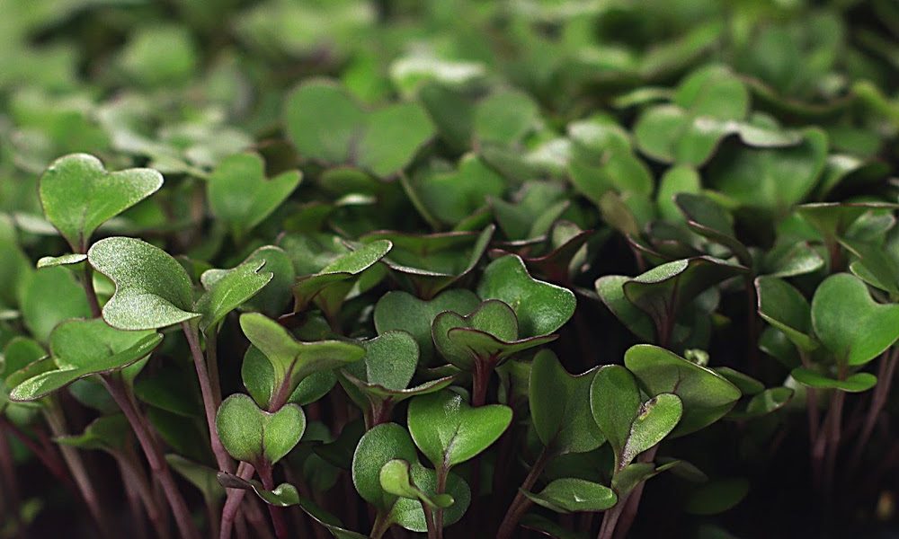 Little Plants Farm