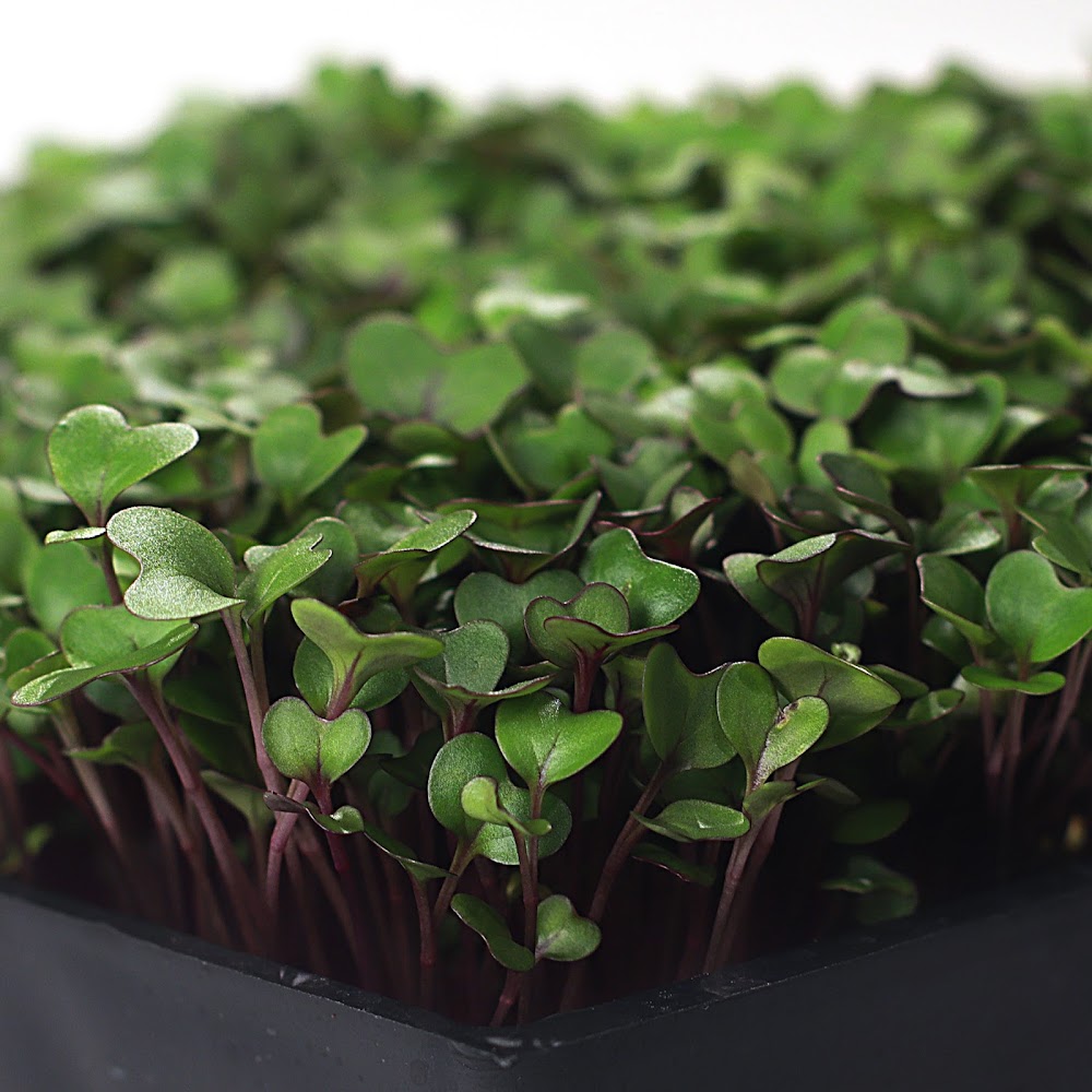 Little Plants Farm