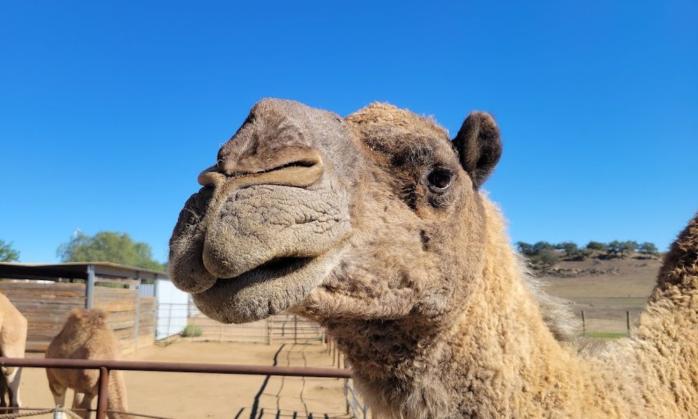 Oasis Camel Dairy