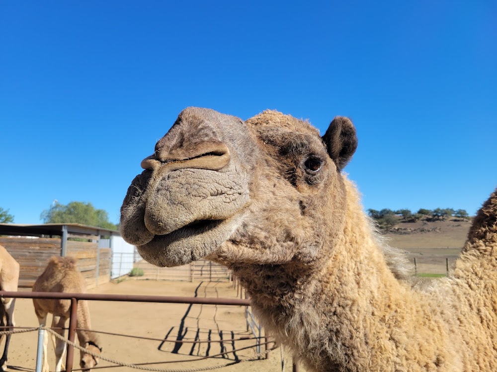 Oasis Camel Dairy