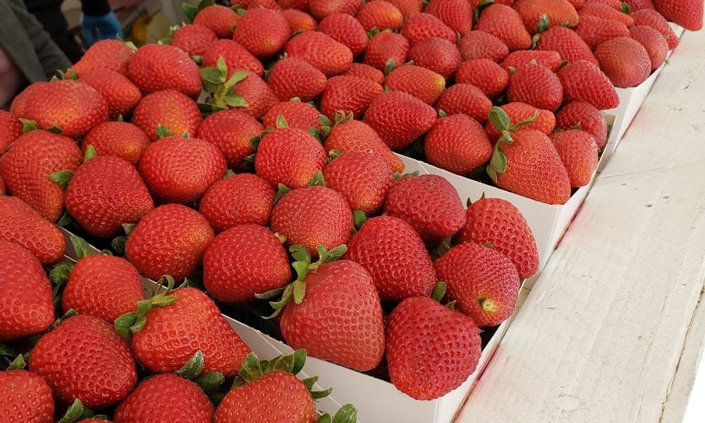 Rafael Strawberry Farm