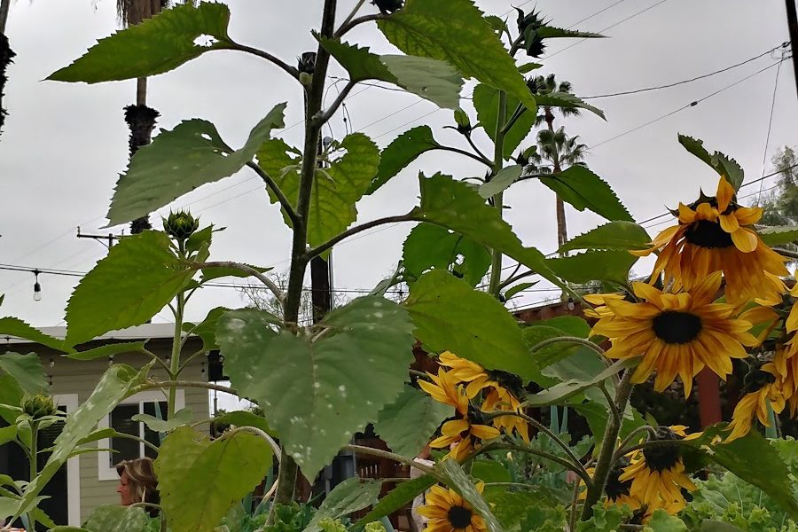 Riverbed Farm