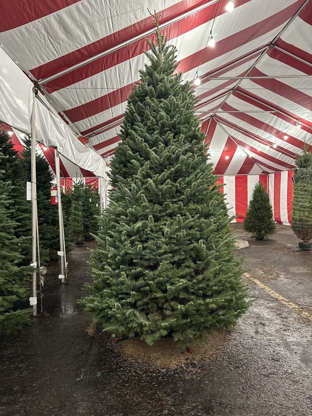 Santa’s Garden