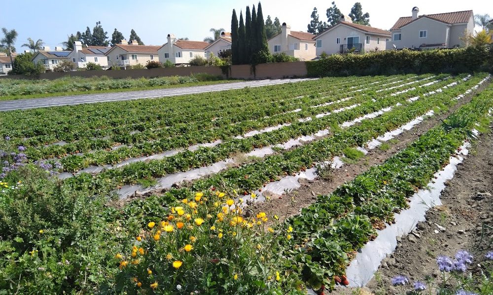 Smith Farms