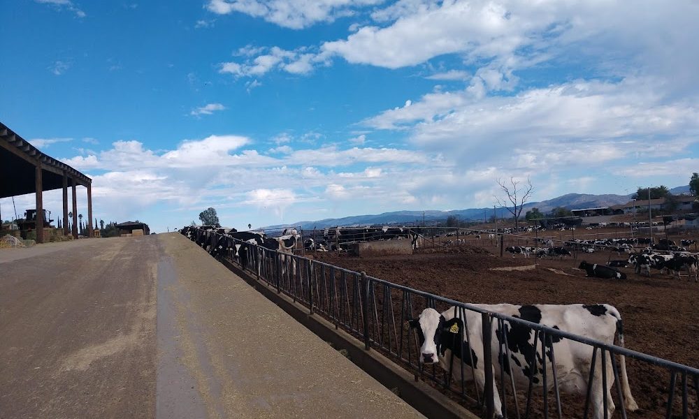 T D Dairy