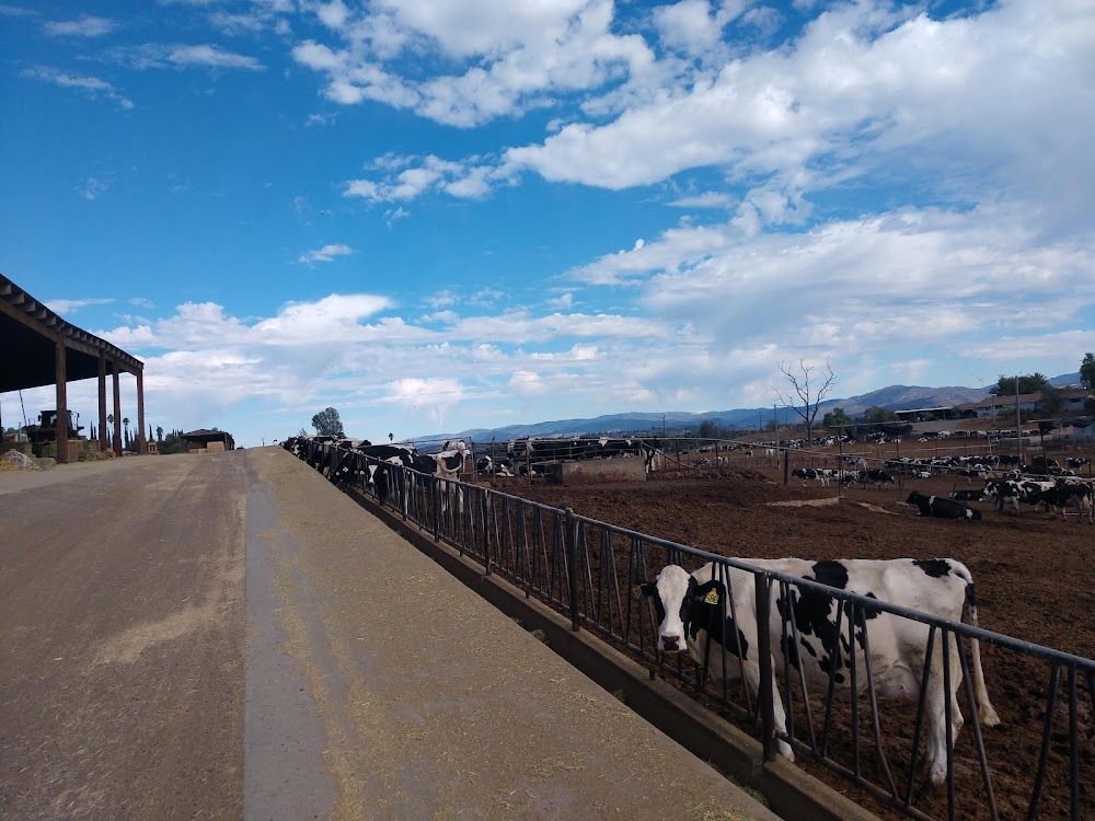T D Dairy