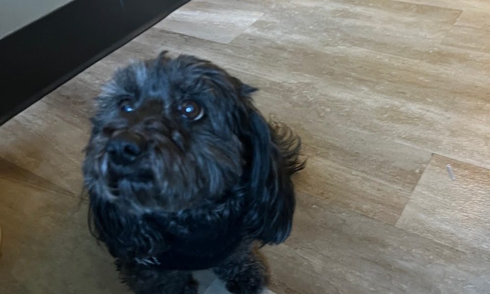 Centre For Holistic And Biological Dentistry