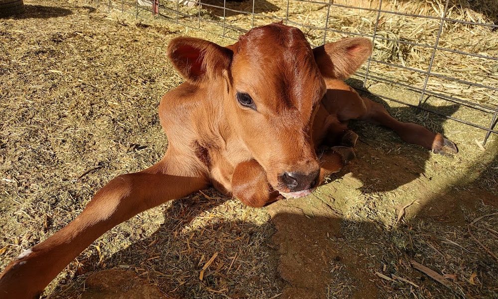 Hope Springs Dairy