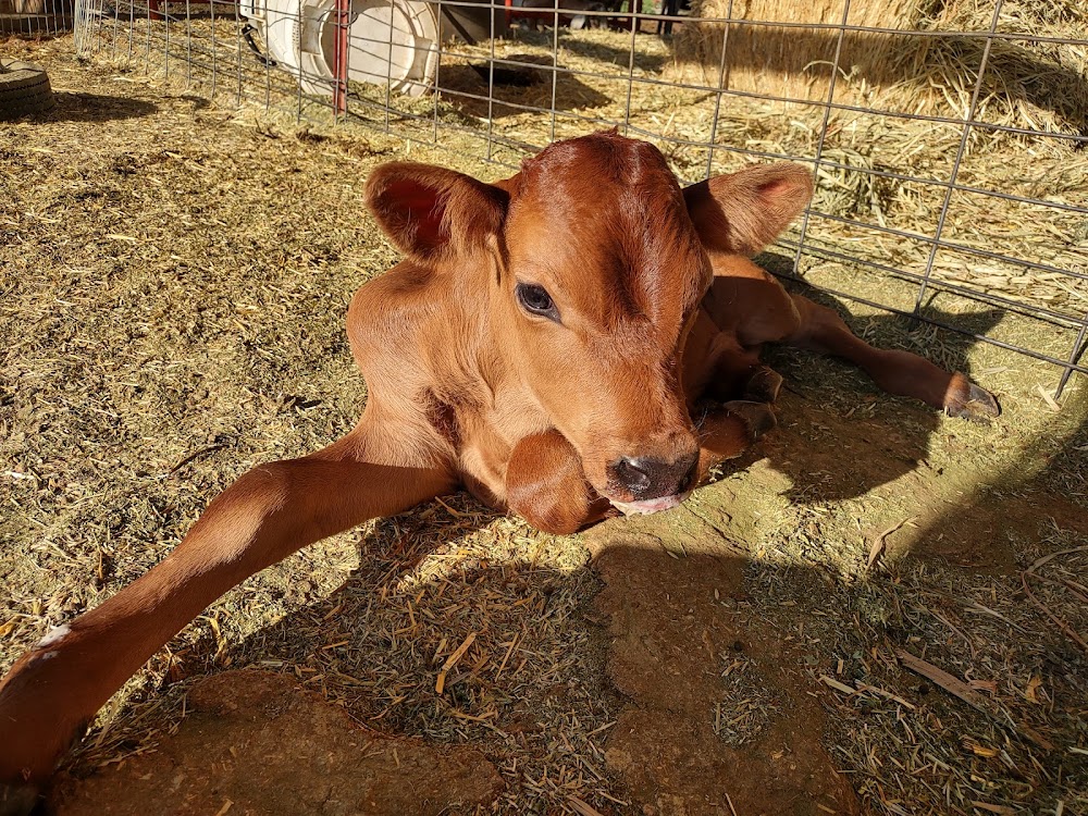 Hope Springs Dairy