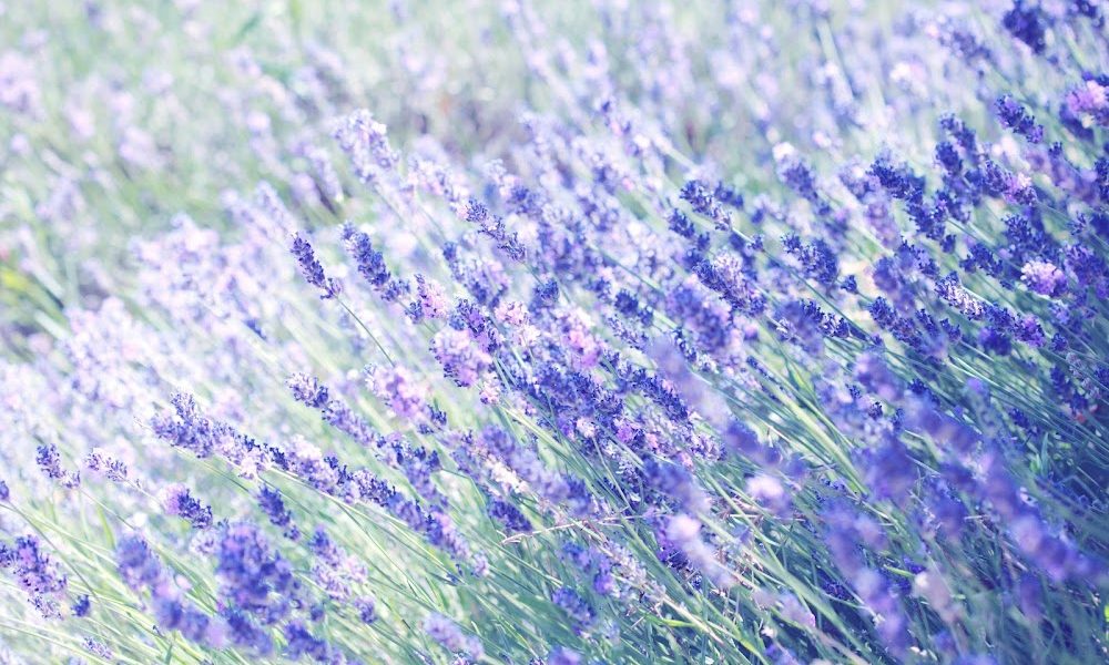 InHisImage Wellness Solutions