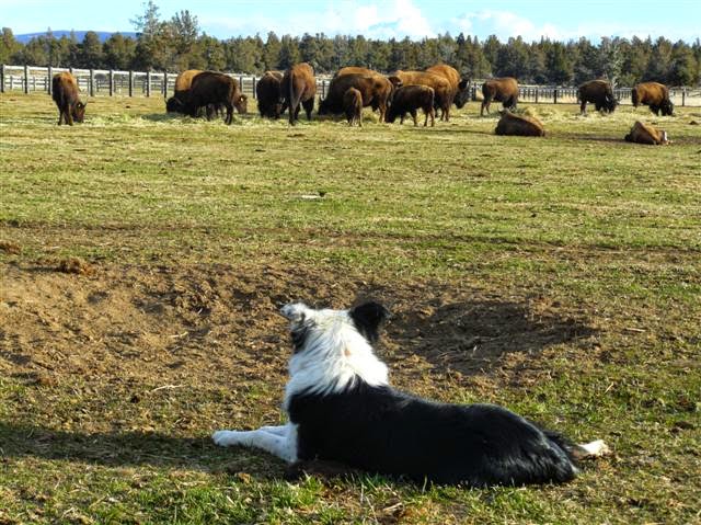 Pine Mountain Buffalo Ranch